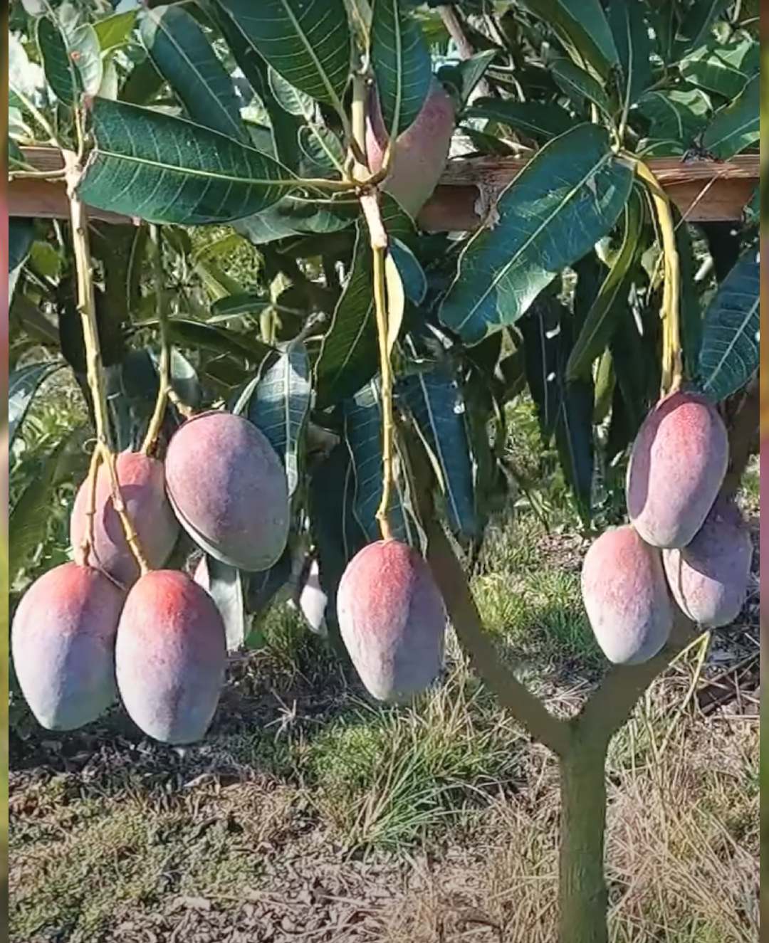628